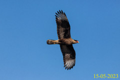 1_Caracara-plancus