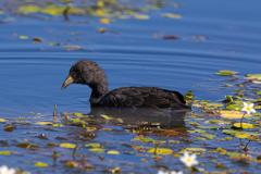 AC19_Podilymbus-podiceps