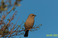 Agelaioides-badius