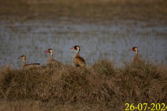 Amazonetta-brasiliensis_UA09