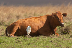 Bubulcus-ibis_