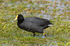 C02_AC33_Fulica_leucoptera