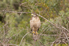 C02_AF22_Rupornis_magnirostris