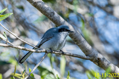 C03_AF19_Polioptila_dumicola