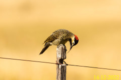 C04_CN02A07_Colaptes_melanochloros