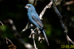 C05_AF04_Cyanoloxia_glaucocaerulea