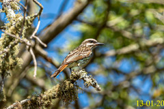 C05_AF22_Myiodynastes_maculatus