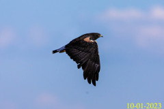 C05_CN04A03_Geranoaetus_albicaudatus