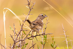 C06_AF04_Ammodramus_humeralis