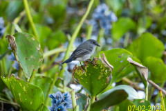 C06_AF05_Serpophaga_nigricans