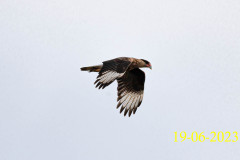 Caracara-plancus