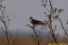 Falco-sparverius_UA16