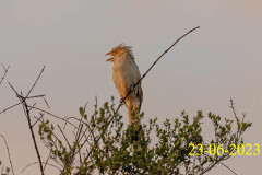 Guira-guira
