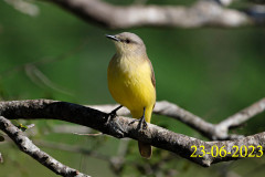 Machetornis-rixosa