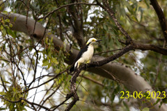 Melanerpes-candidus