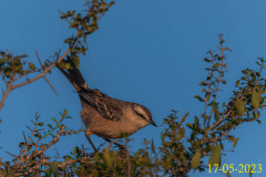 Mimus-saturninus