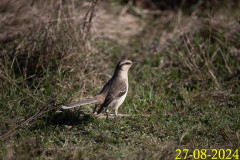 Mimus-saturninus_UA11