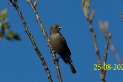 Molothrus-bonariensis_AF22