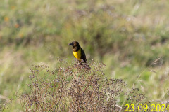Pseudoleistes-guirahuro_CN02A18