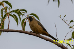 Saltator-aurantiirostris