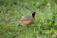 Saltator-aurantiirostris_AF02