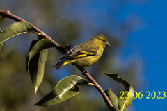 Spinus-magellanicus
