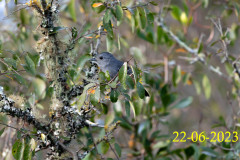 Thamnophilus-caerulescens