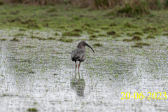 Theristicus-caerulescens