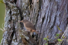 Troglodytes-musculus_AF05