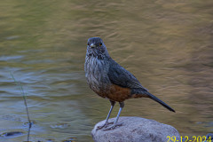 Turdus-rufiventris_AF22