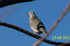 Zenaida-auriculata_AF03